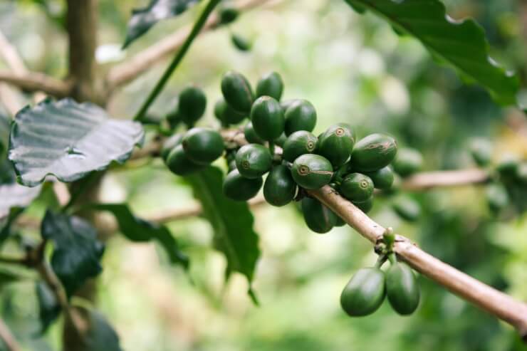 Coffee farm and producers